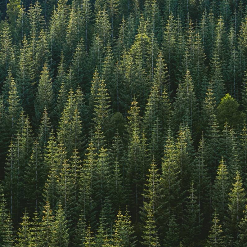 Flock of Hens on Green Field